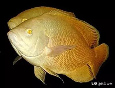 教你识鱼,地图鱼辨别