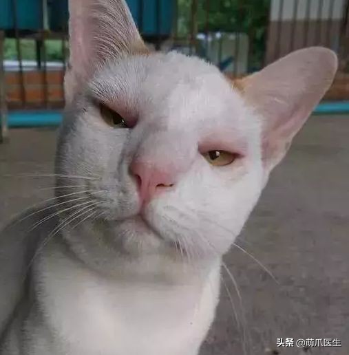 猫咪被蜜蜂蜇了症状怎么办,猫被蜜蜂蜇了怎么办
