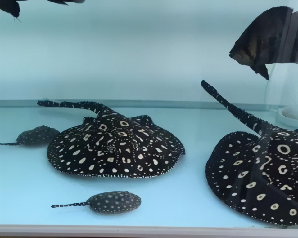 观赏鱼淡水什么鱼最好养不用打氧,观赏鱼什么情况下属于缺氧