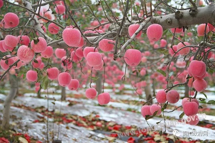 铜川农村真实生活视频,铜川人的小康生活