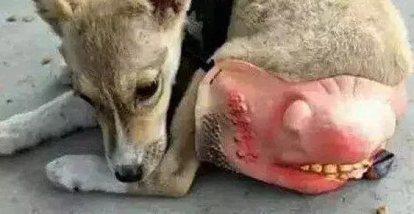 狗子偷吃猪手被发现,狗子被主人吓尿怎么办