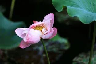 残荷虽败风骨犹存文案,残荷虽败能听雨