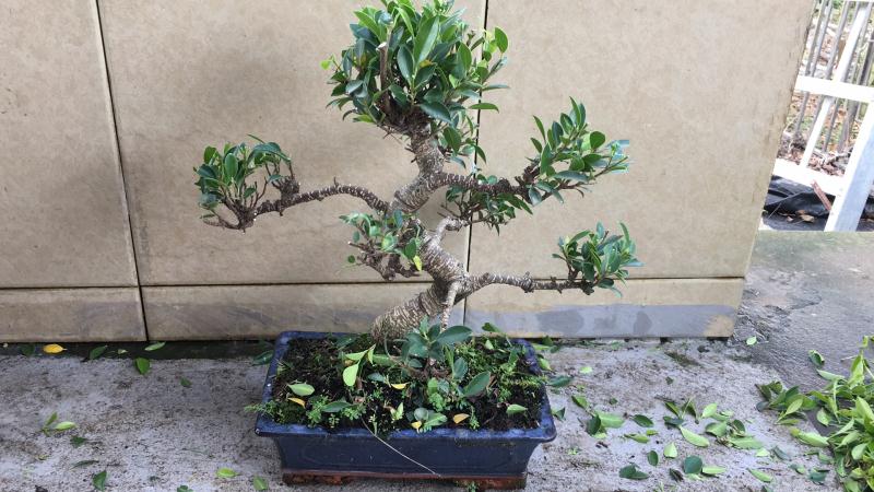 苹果盆景修剪技巧图解,新手也能学会的修剪盆景技巧