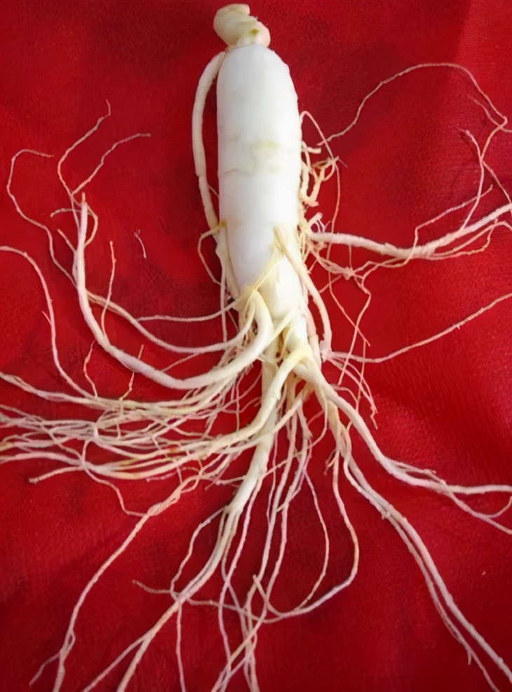 鲜人参和干人参哪个炖汤好喝,鲜人参的功效与作用煲汤