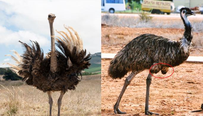 鸸鹋和鸵鸟什么区别,鸵鸟和鸸鹋在地球上生活多少年了