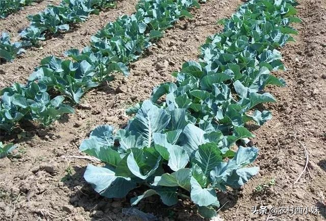 露天蔬菜种植怎样使用防虫网,蔬菜种植技术知识大全