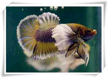 热带鱼斗鱼如何养,热带鱼饲养方法大全视频