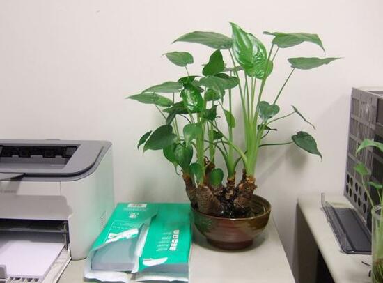 滴水观音烂根处理方法图解,滴水观音烂根了要怎么处理