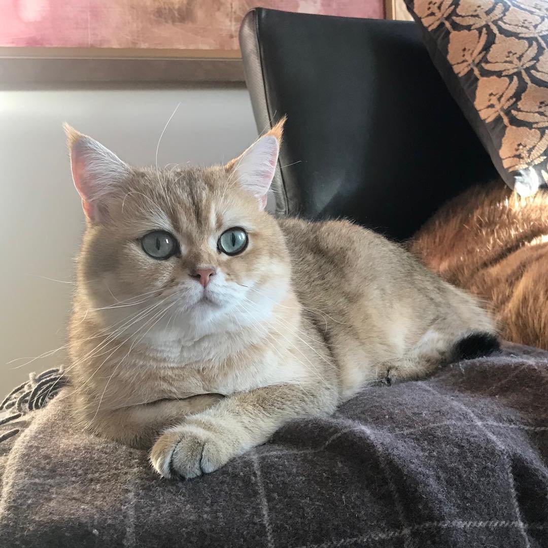 女人养猫有忌讳吗需要注意什么,正月养猫有什么讲究和忌讳