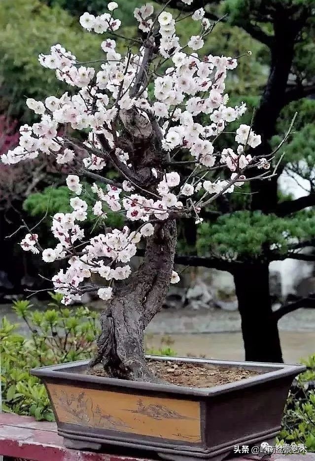 室内十大盆景名贵树种排名,十大盆景名贵树种排名火棘