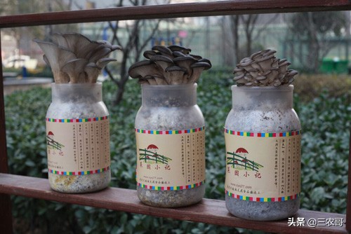 在农村赚钱门路很多,农村20万的生意