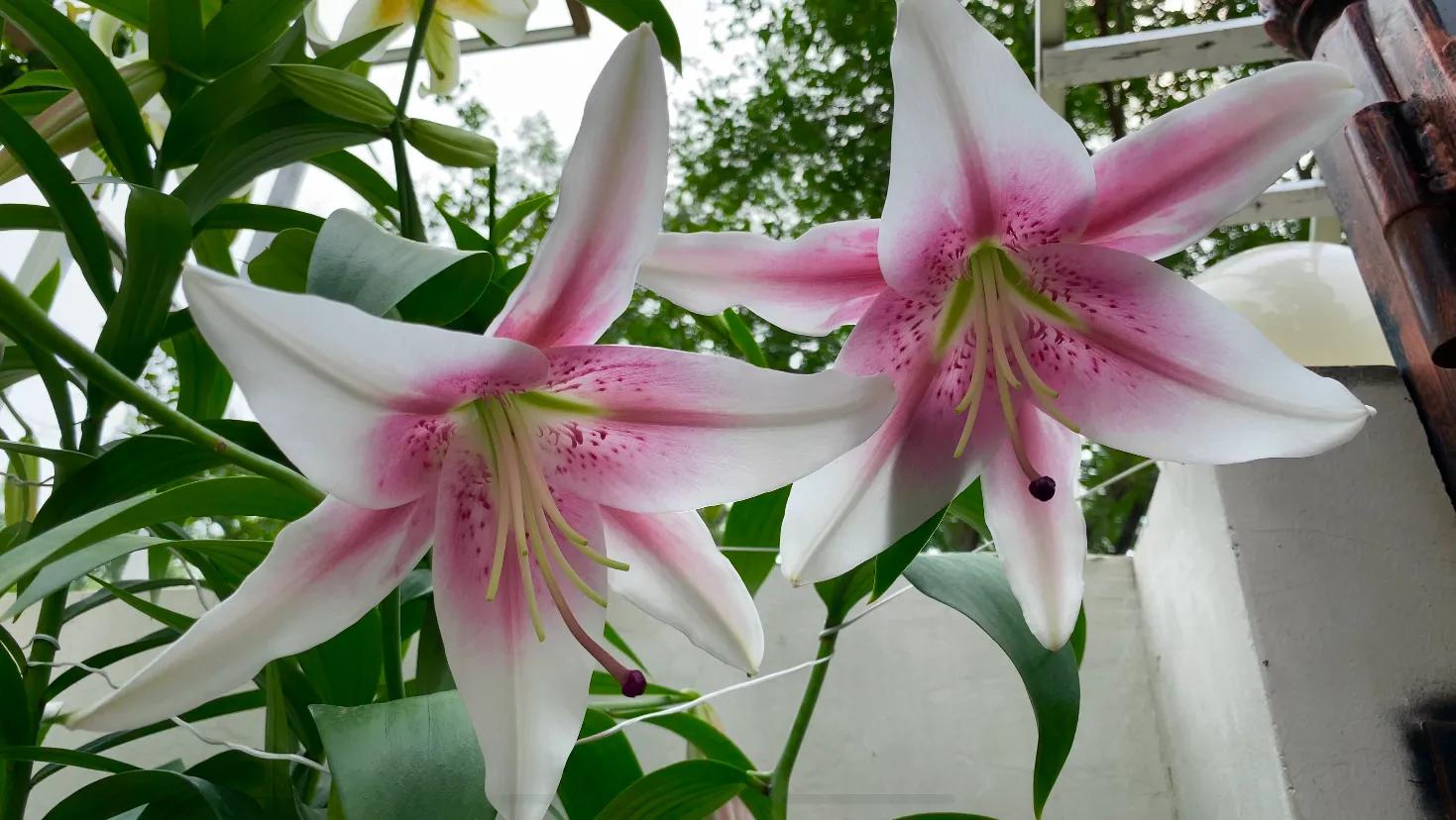 北边阳台适合种植的百合品种,不适合庭院种的百合品种