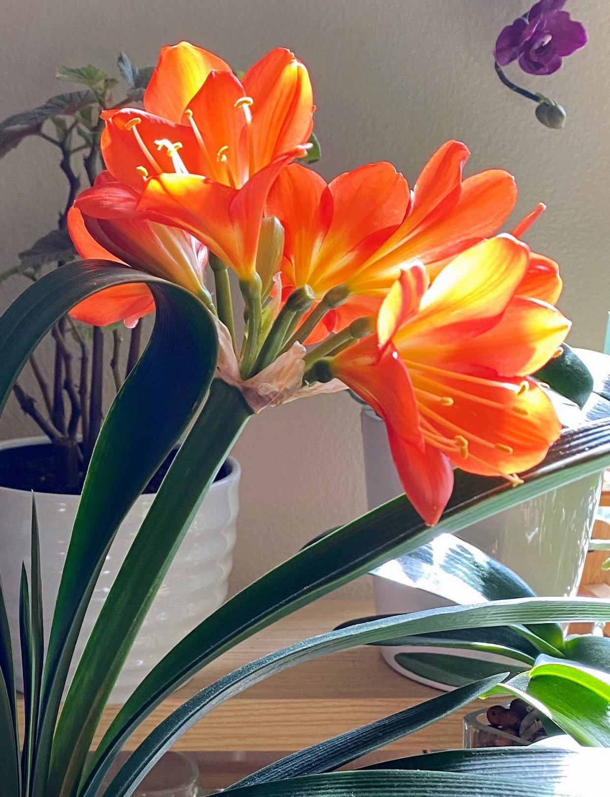 家庭养君子兰的正确方法和技巧,怎样养好君子兰才能长得快