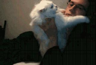 猫长期打喷嚏流鼻涕是什么病,猫咪打喷嚏流眼泪是猫鼻支吗