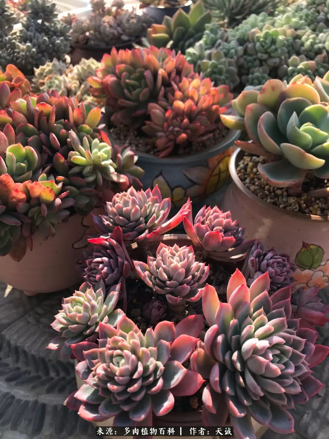 多肉从小养到大的过程,真爱的力量教程