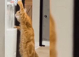 小卖部老板养了一只招财猫,店老板养的猫咪