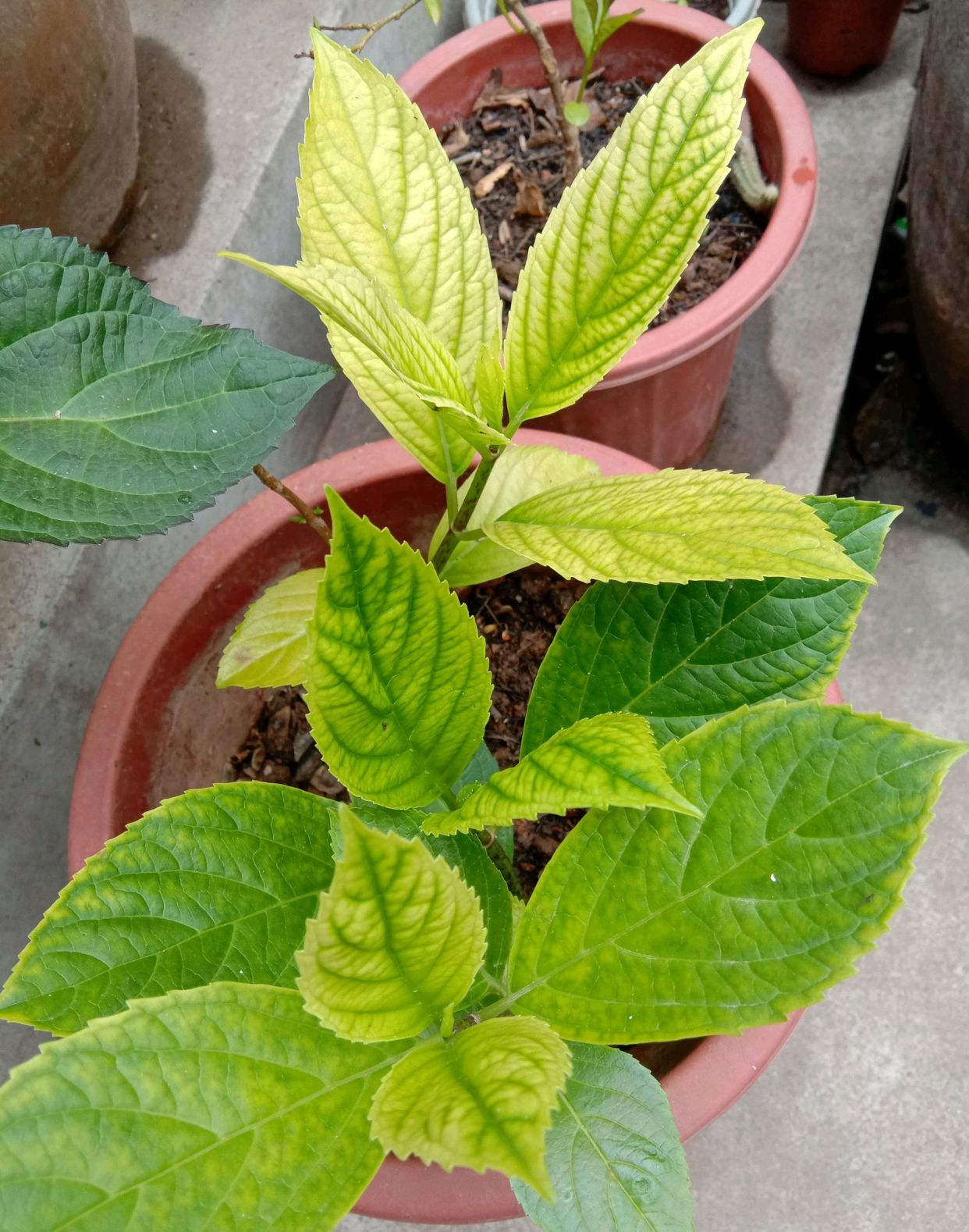 绣球花盆栽叶片枯,绣球黄叶缺铁浇什么肥