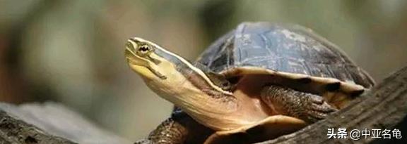 新手养水龟最好养什么龟,新手养半水龟哪个品种好