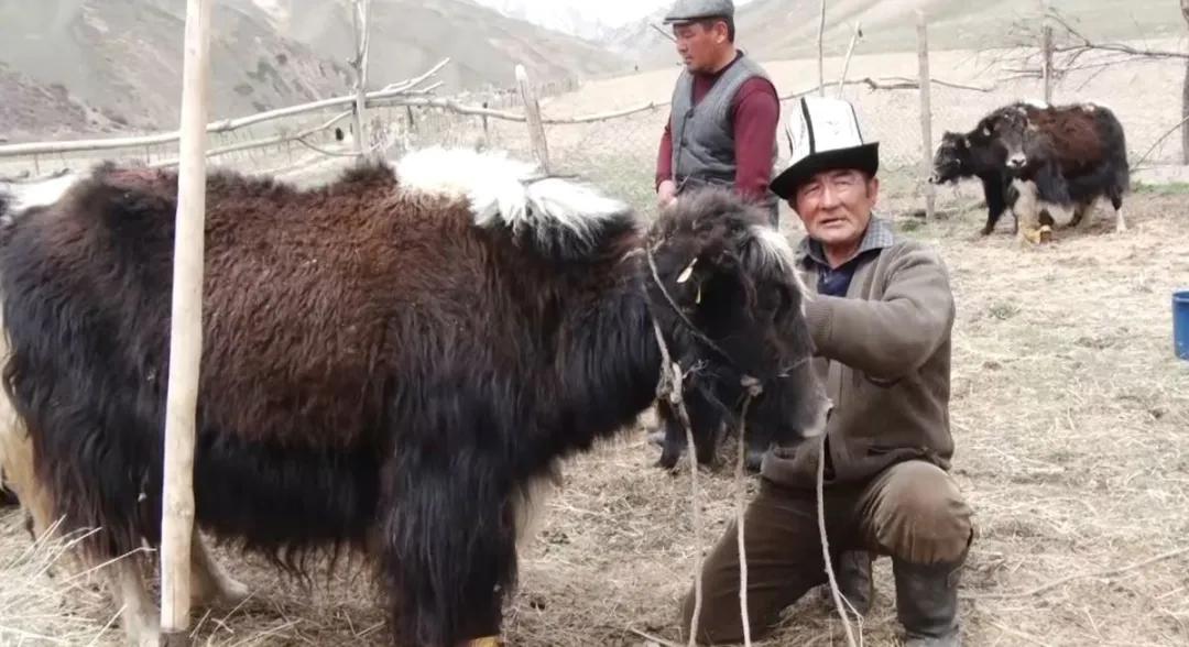 疯狂繁殖的大肠杆菌,顽固肠道细菌