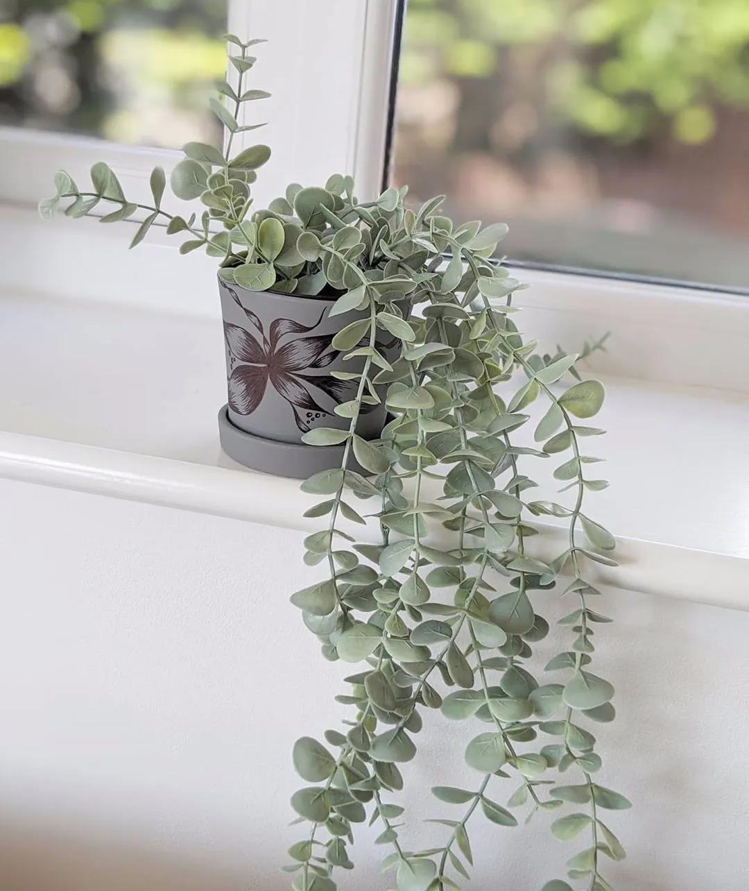 尤加利庭院,冷郁气质怎么形容