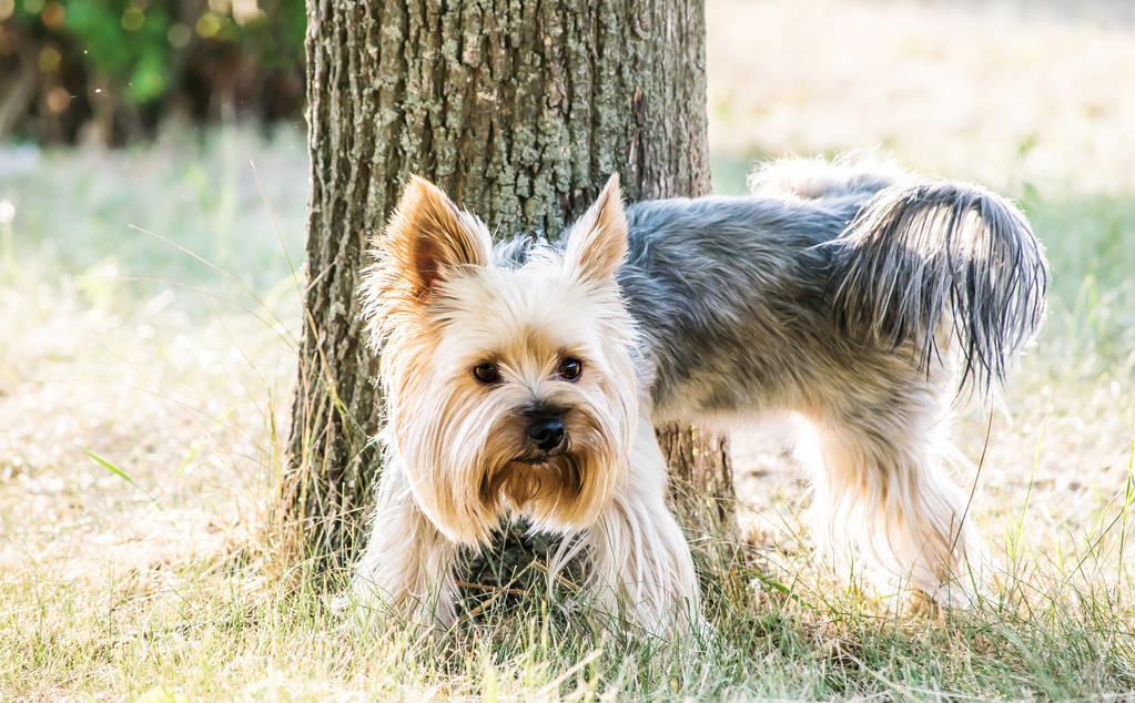 狗狗尿尿时趴着是怎么回事,狗狗会定点尿尿的表现