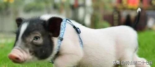 12种最适合懒人养的宠物便宜,什么宠物好养又干净又便宜又聪明