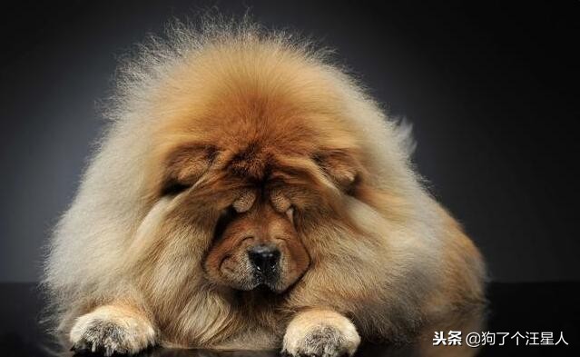 松狮犬优点和缺点分析图,松狮犬最怕什么