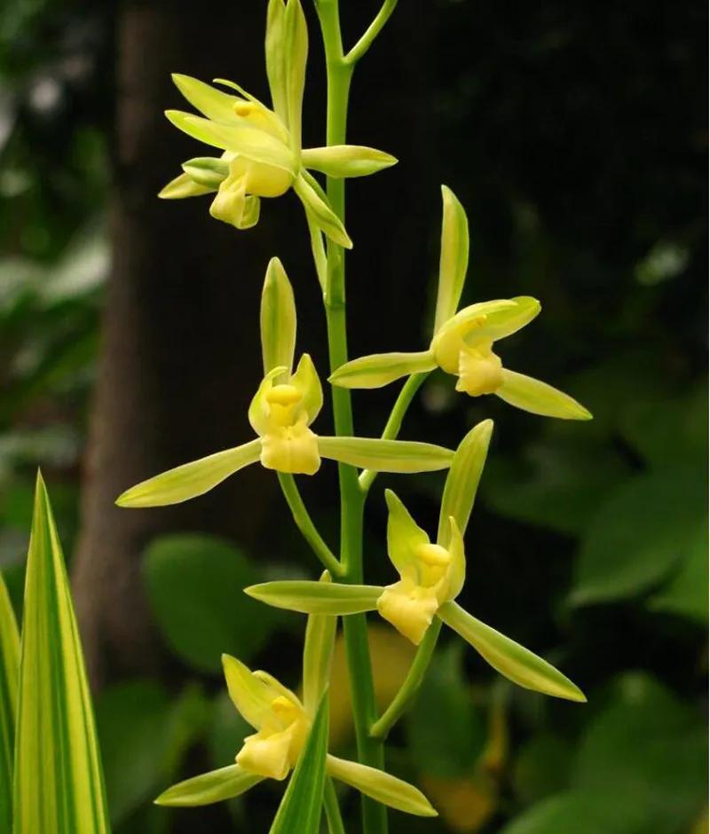 好看又好养的兰花有哪几种,推荐几款香味最好而且好养的兰花