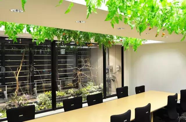 办公室里也能开挖掘机,办公室可以种葡萄