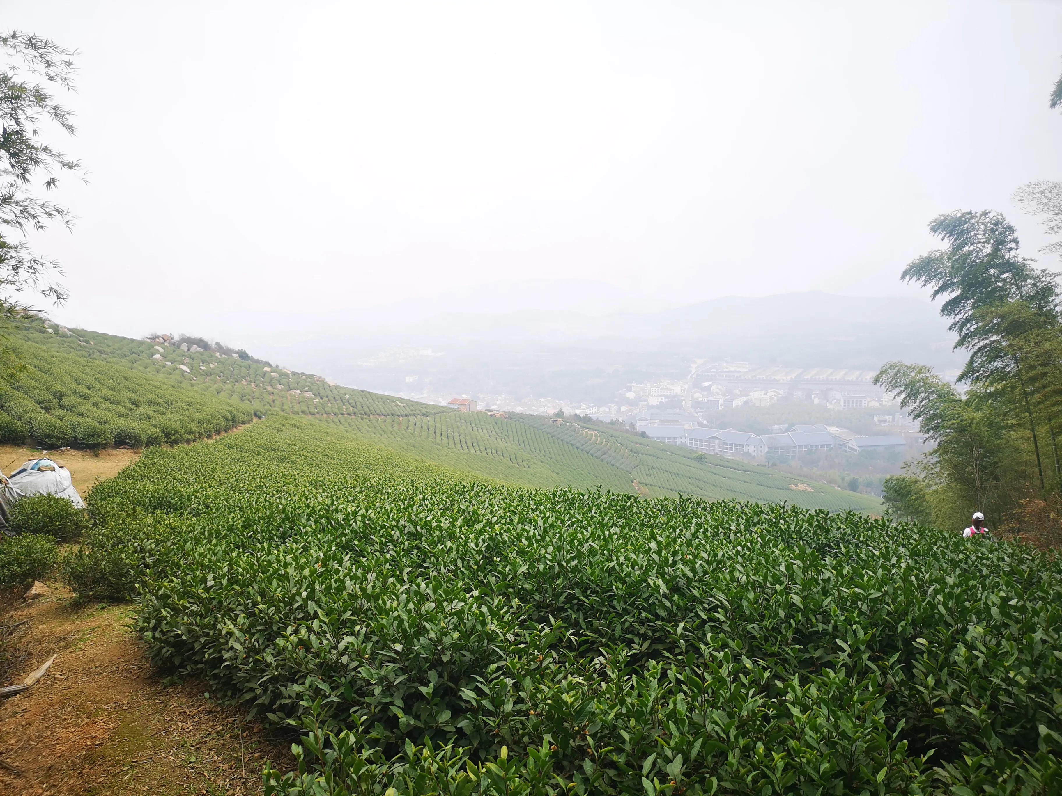 溧阳南山竹海小鸟天堂,宜兴南山竹海和溧阳南山竹海