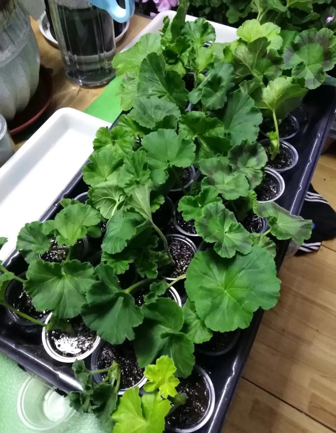 天竺葵怎么扦插容易成活图片,冬季天竺葵扦插怎样成活率高