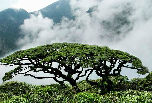 来宾有个县是“广西最大的药物基因库”被誉为天然的“万宝山”