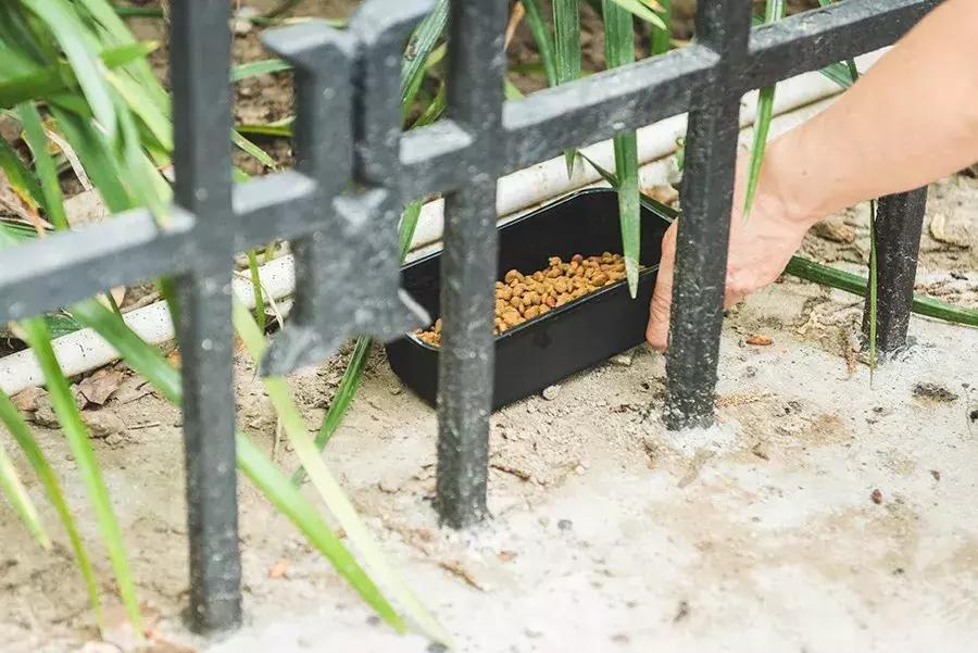 爱宠人：你知道困难重重的TNR是什么吗？