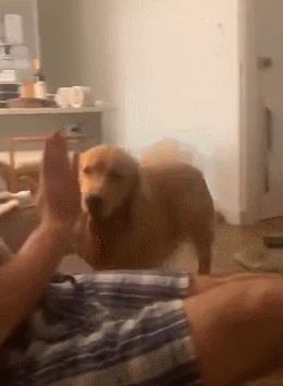 人狗大战电影免费观看,第一次人机大战视频