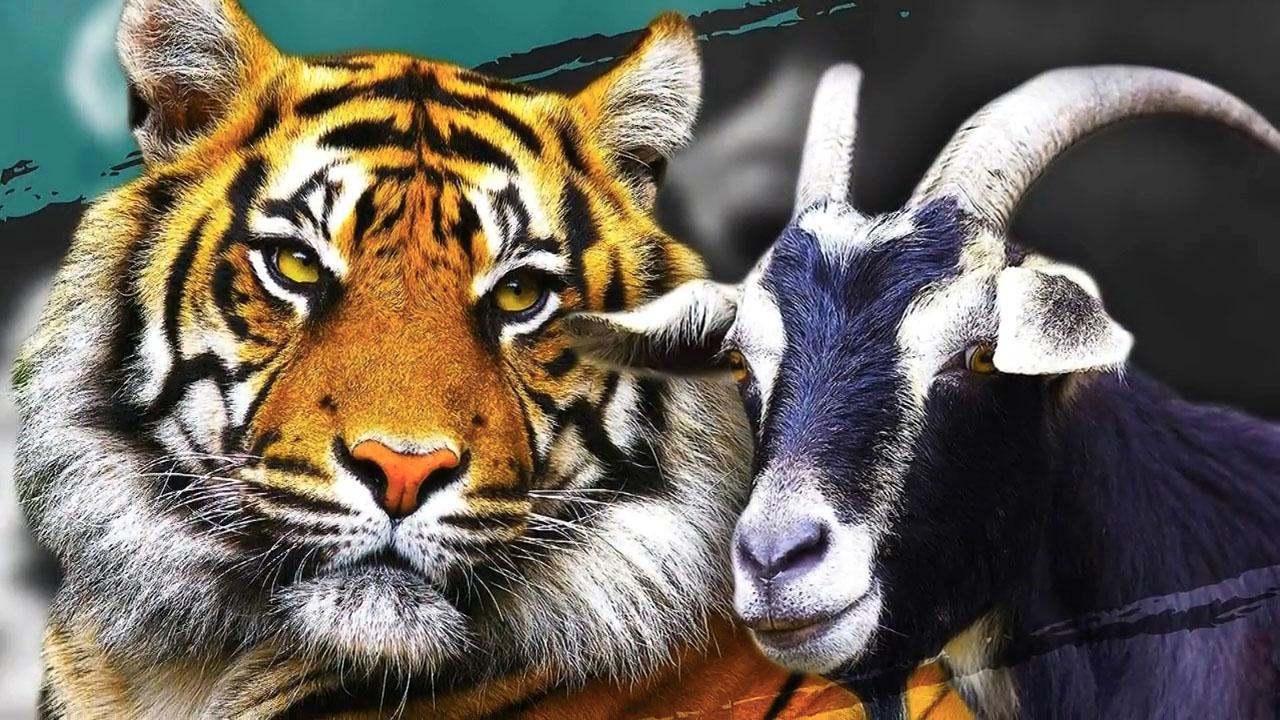 山羊走失了,山羊走失