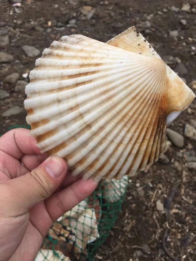 奇妙假期全集视频,奇妙假期意想不到的旅行