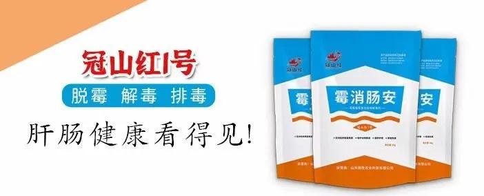 霉菌毒素对蛋鸭的危害有哪些,霉菌毒素对养殖户的危害