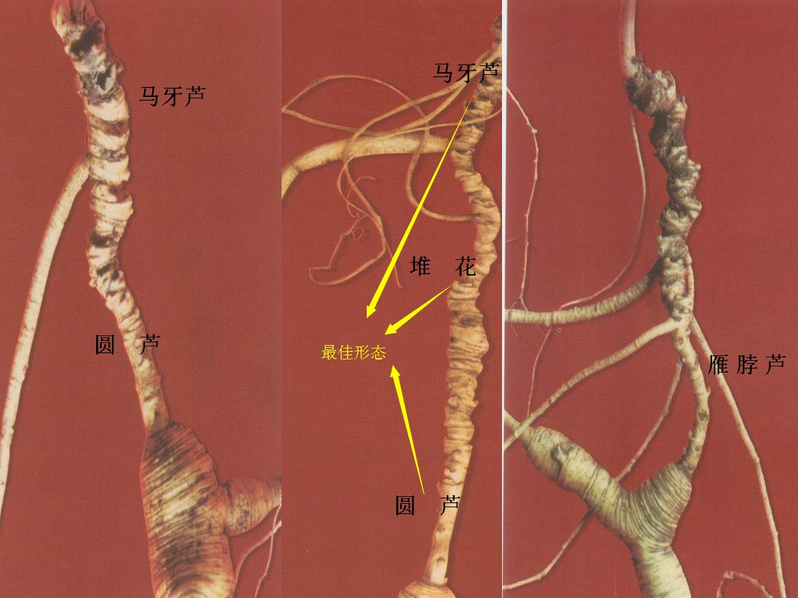 如何辨别人参的年份,怎样辨别人参的年份与真假