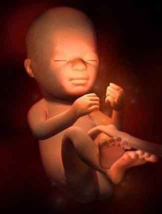 3d演示胎儿发育全过程,胚胎发育全过程3d演示