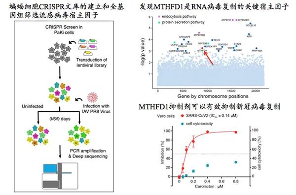 蝙蝠怎么抗新冠病毒,蝙蝠为什么有新冠病毒的抗体