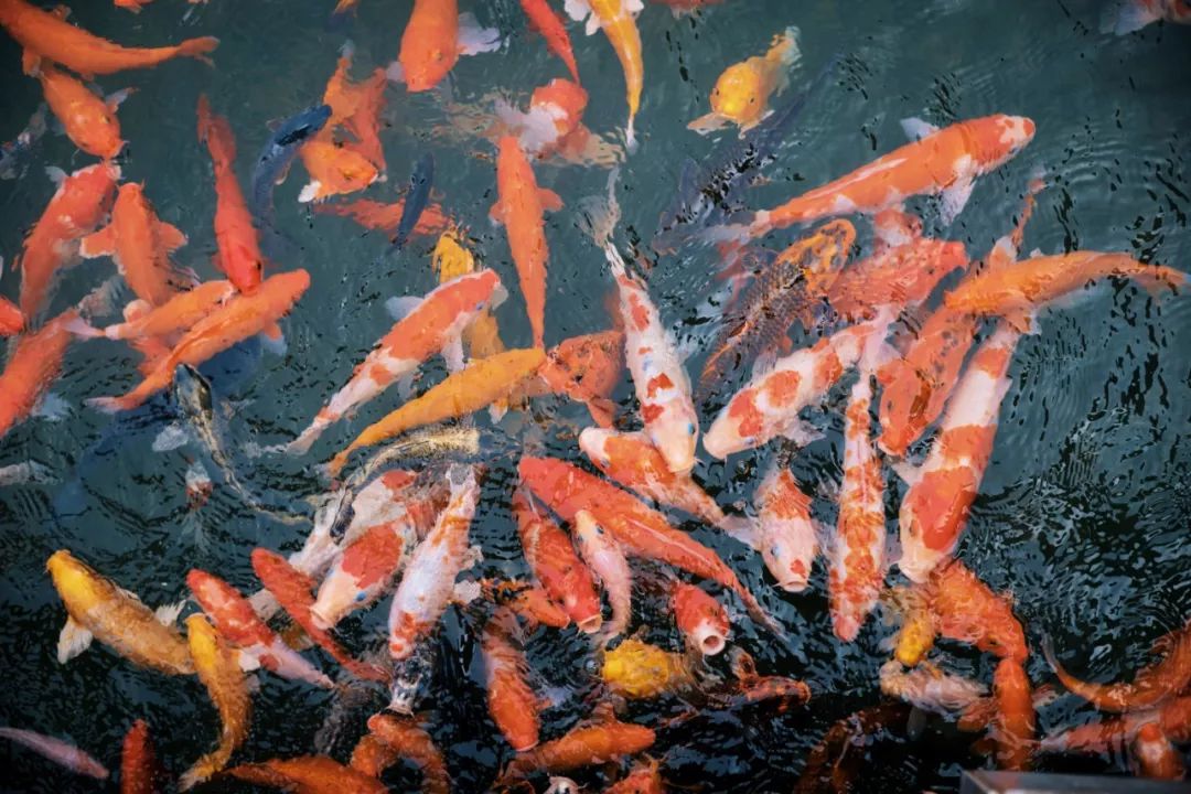 三亚海棠湾君悦至尊海景房,三亚海棠湾性价比5居别墅