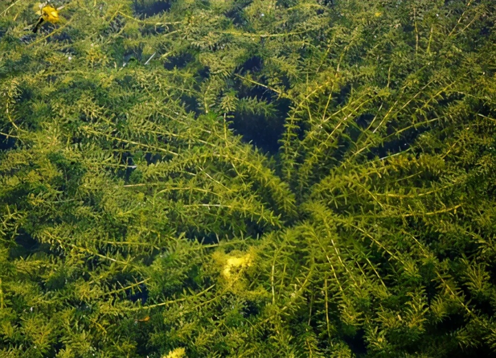 房内大缸水养植物,喝水的缸子养什么植物好看