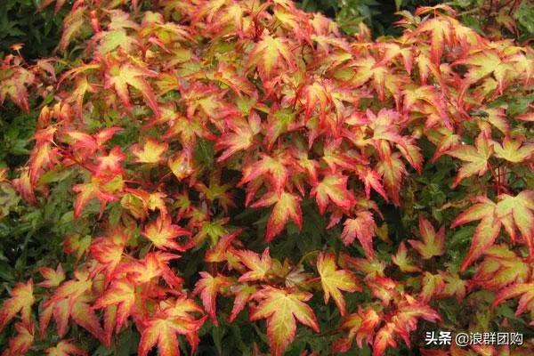 中式庭院藤类植物,枫树和紫藤