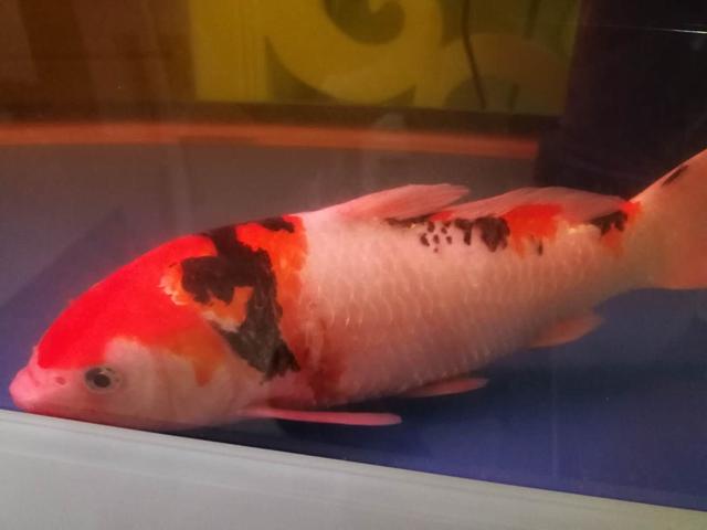 鱼缸饲养锦鲤注意事项视频,水族箱养锦鲤注意事项和禁忌