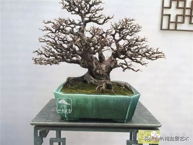 经典雀梅文人树盆景,十年以上的雀梅盆景图及价格