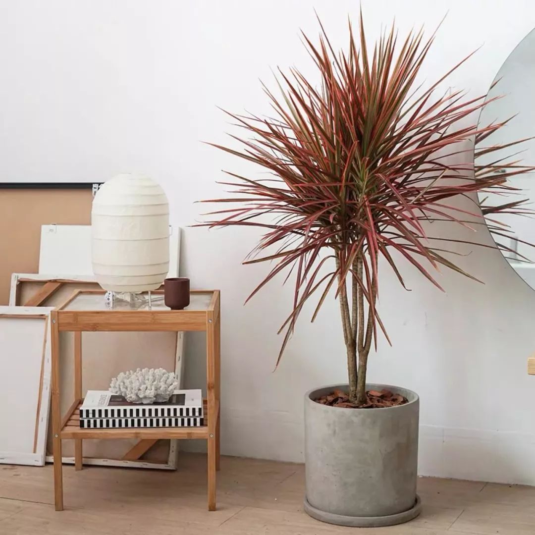 十大卧室养殖吸甲醛净化空气绿植,净化甲醛最有效绿植盆栽