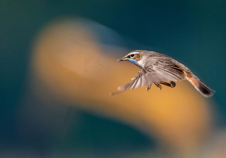 情人岛拍摄地点,情人岛航拍视频
