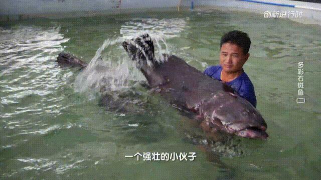 一条石斑鱼,一条石斑鱼一碗白饭