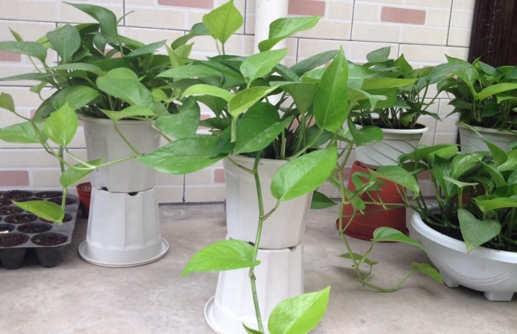 绿萝秋天怎么养护和浇水视频,秋天绿萝怎么养才能更旺盛