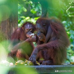 沙巴亚庇和仙本那的区别,沙巴经典必游10个景点